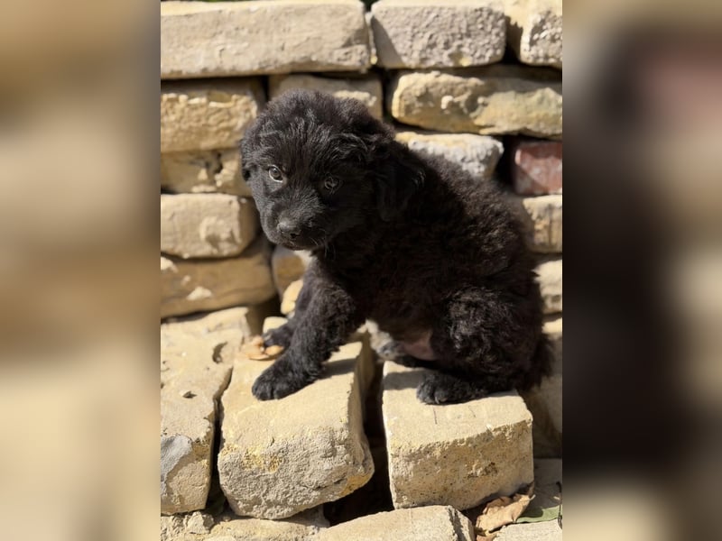 Fynn KK – kleiner Hundemann wartet auf sein Für-Immer-Zuhause