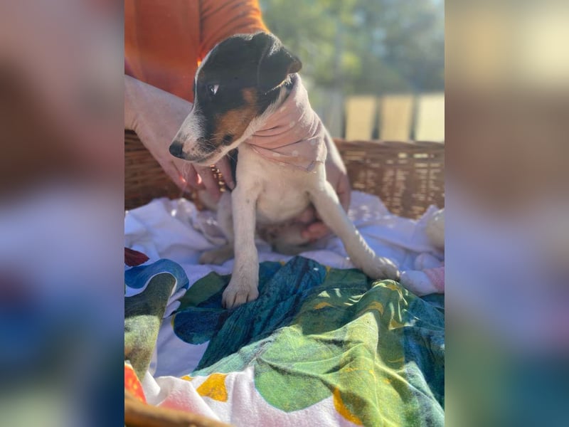 Cleo LM – Tricolor-Schönheit sucht liebevolles Zuhause Cleo LM – Tricolor-Schönheit sucht liebevolles Zuhause