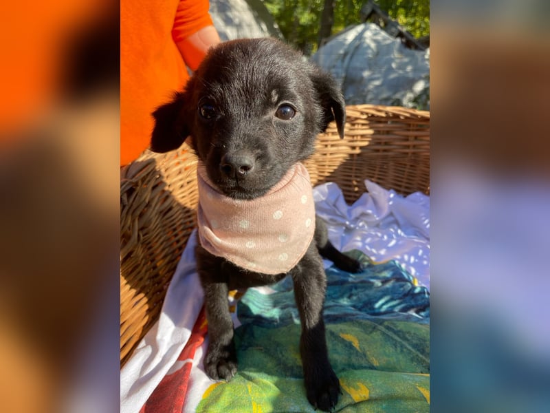 Lenitta LM – Zarte kleine Seele sucht ihr Zuhause Lenitta LM – Zarte kleine Seele sucht ihr Zuhause