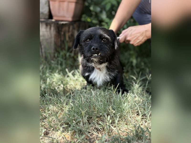 Frodo-KK – bezaubernder kleiner Charmeur sucht liebevolles Zuhause 