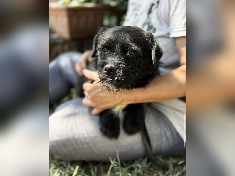 Frodo-KK – bezaubernder kleiner Charmeur sucht liebevolles Zuhause 