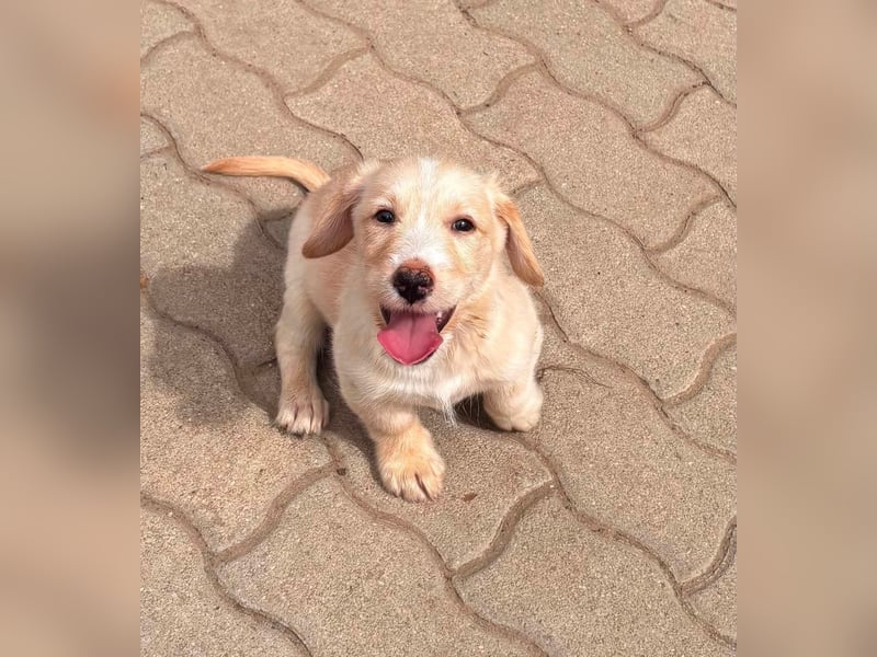 Pufoka BR – Kleiner Sonnenschein sucht sein Für-immer-Zuhause 