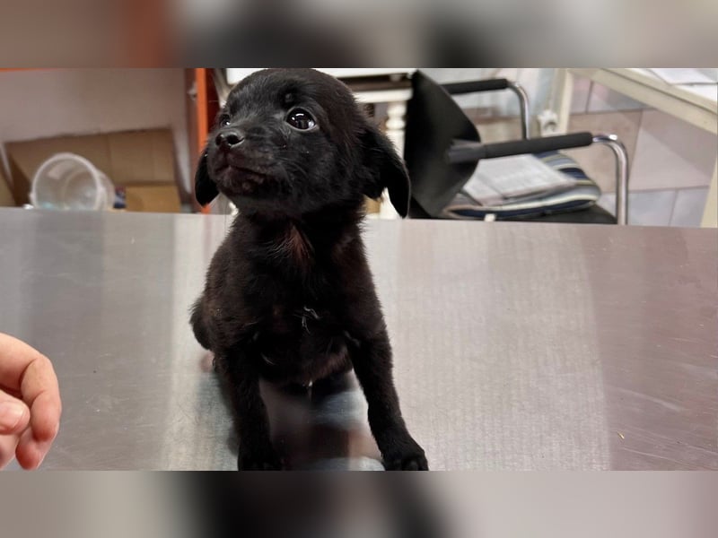 Lenitta LM – Zarte kleine Seele sucht ihr Zuhause Lenitta LM – Zarte kleine Seele sucht ihr Zuhause