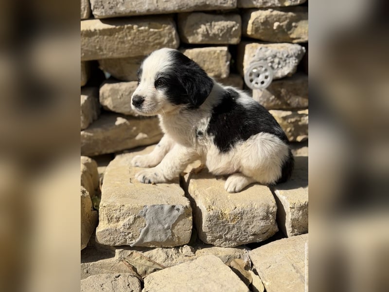 Fino KK – kleiner Hundemann wartet auf sein Für-Immer-Zuhause