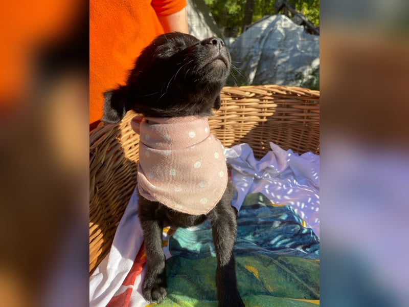 Lenitta LM – Zarte kleine Seele sucht ihr Zuhause Lenitta LM – Zarte kleine Seele sucht ihr Zuhause