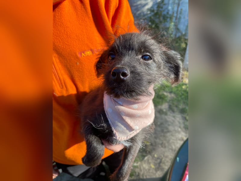 Yara LM – Kleine Entdeckerin sucht ihr Glück Yara LM – Kleine Entdeckerin sucht ihr Glück