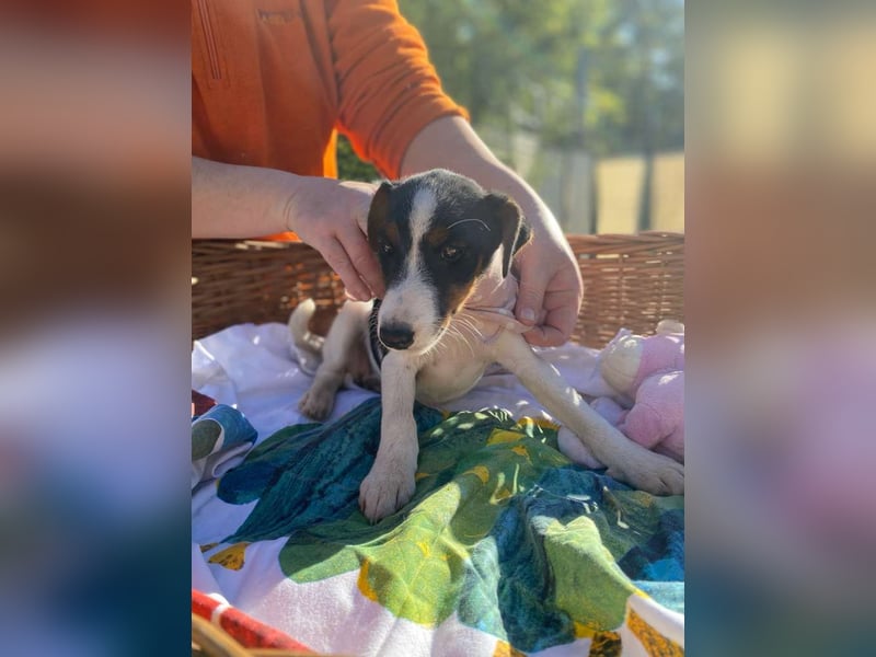 Cleo LM – Tricolor-Schönheit sucht liebevolles Zuhause Cleo LM – Tricolor-Schönheit sucht liebevolles Zuhause