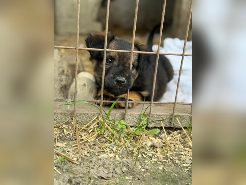 Bony LM – Zuckersüßes Hundemädchen sucht ihr Für-immer-Zuhause Bony LM – Zuckersüßes Hundemädchen sucht ihr Für-immer-Zuhause