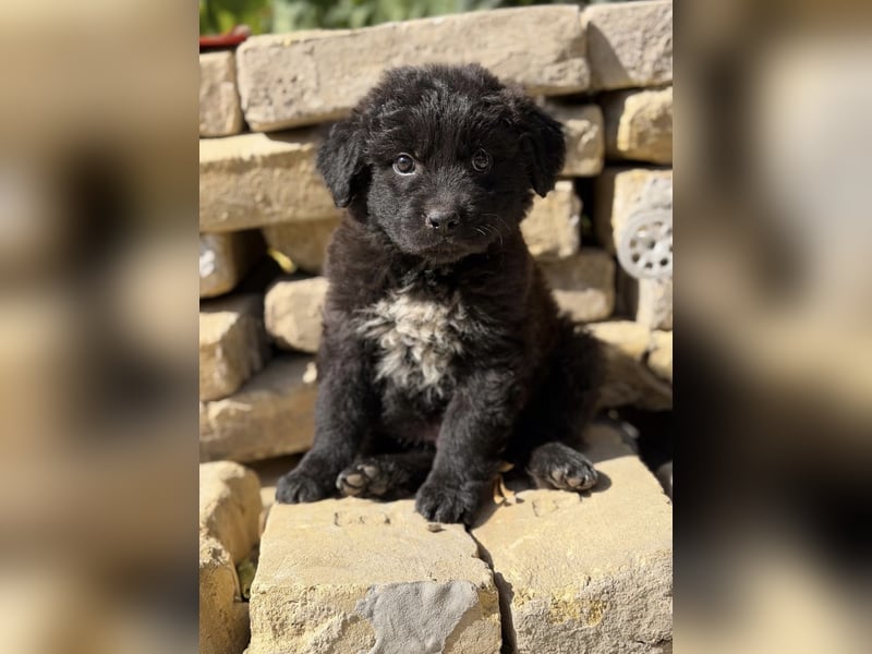 Fynn KK – kleiner Hundemann wartet auf sein Für-Immer-Zuhause