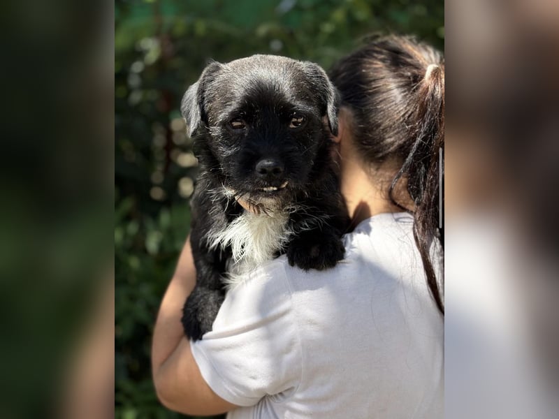 Frodo-KK – bezaubernder kleiner Charmeur sucht liebevolles Zuhause 