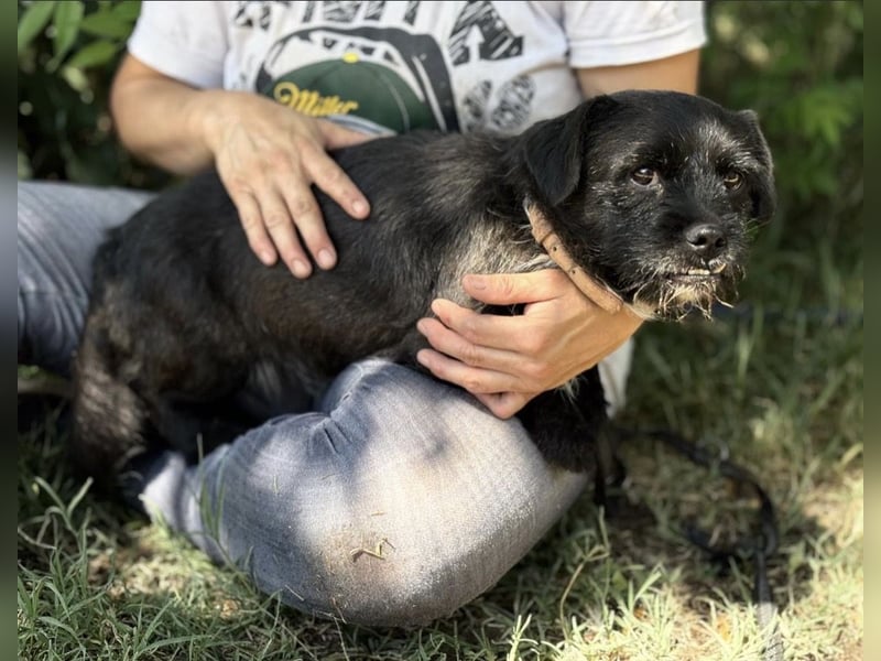 Frodo-KK – bezaubernder kleiner Charmeur sucht liebevolles Zuhause 