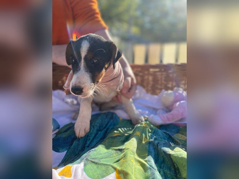 Cleo LM – Tricolor-Schönheit sucht liebevolles Zuhause Cleo LM – Tricolor-Schönheit sucht liebevolles Zuhause