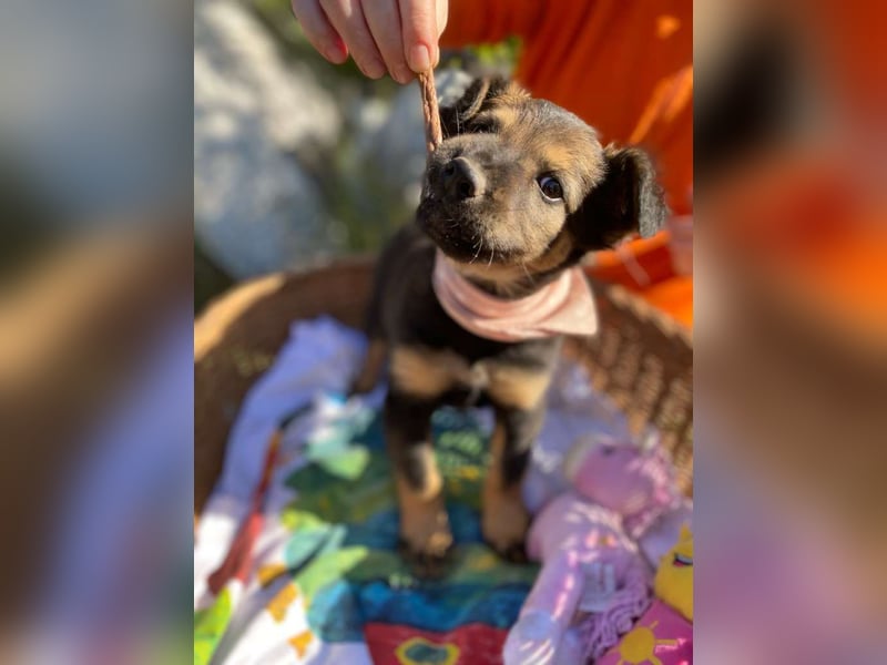 Bony LM – Zuckersüßes Hundemädchen sucht ihr Für-immer-Zuhause Bony LM – Zuckersüßes Hundemädchen sucht ihr Für-immer-Zuhause