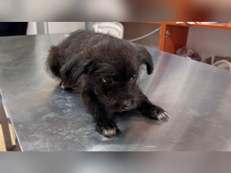 Yara LM – Kleine Entdeckerin sucht ihr Glück Yara LM – Kleine Entdeckerin sucht ihr Glück