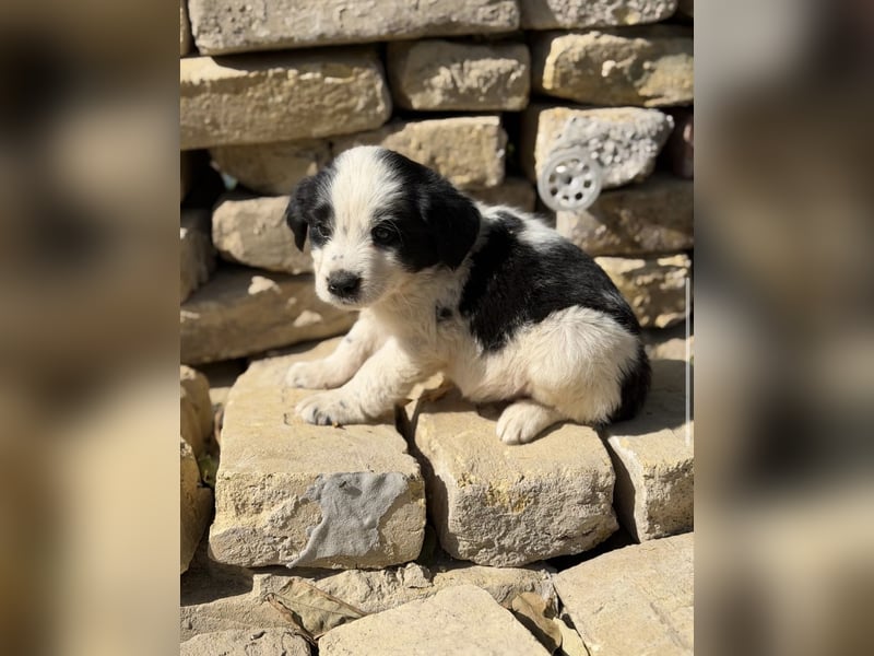 Fino KK – kleiner Hundemann wartet auf sein Für-Immer-Zuhause