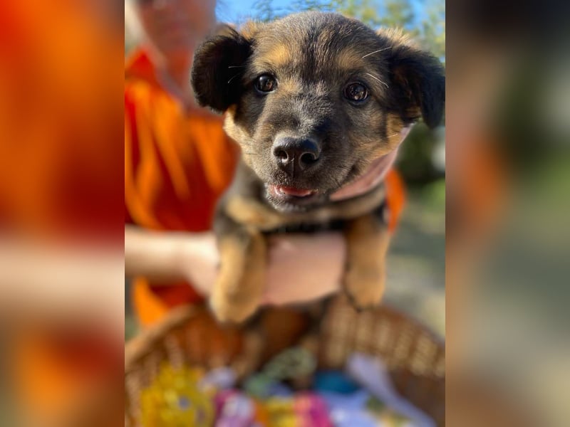 Bony LM – Zuckersüßes Hundemädchen sucht ihr Für-immer-Zuhause Bony LM – Zuckersüßes Hundemädchen sucht ihr Für-immer-Zuhause