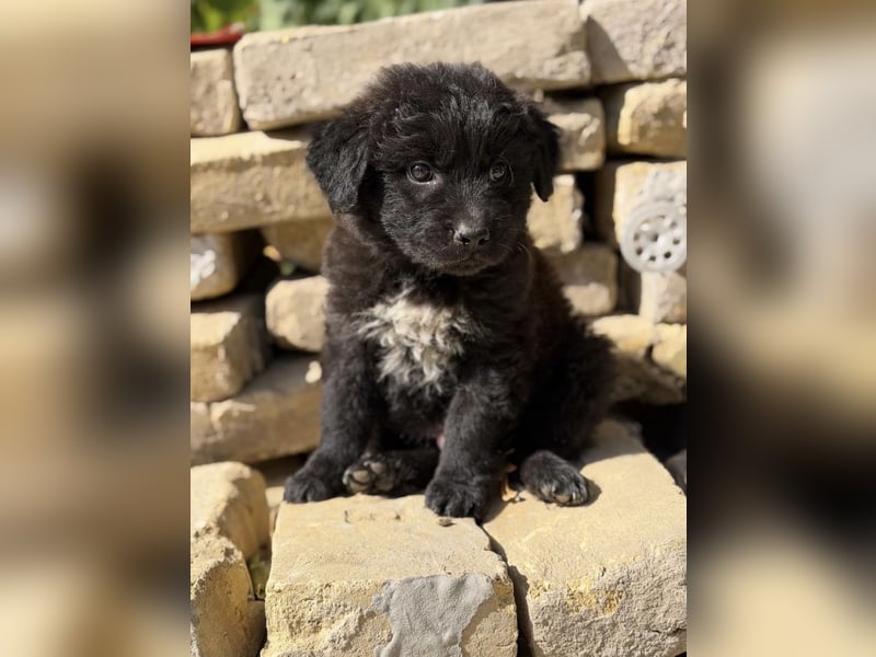 Fynn KK – kleiner Hundemann wartet auf sein Für-Immer-Zuhause