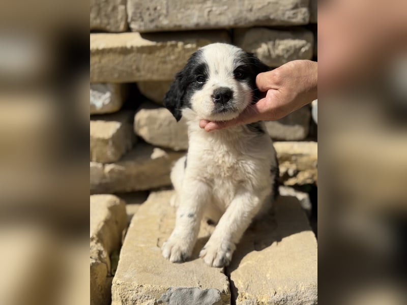 Fino KK – kleiner Hundemann wartet auf sein Für-Immer-Zuhause