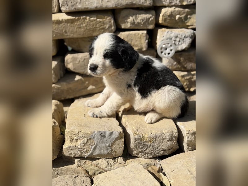 Fino KK – kleiner Hundemann wartet auf sein Für-Immer-Zuhause