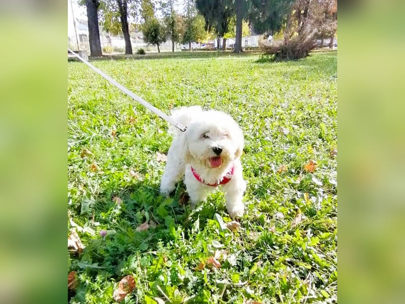 Havaneser Mix Bube „ATHOS“ sucht liebes Zuhause