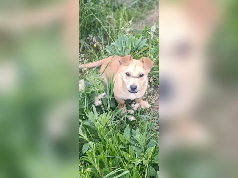 Little Dino - schwups hat er dein Herz erobert