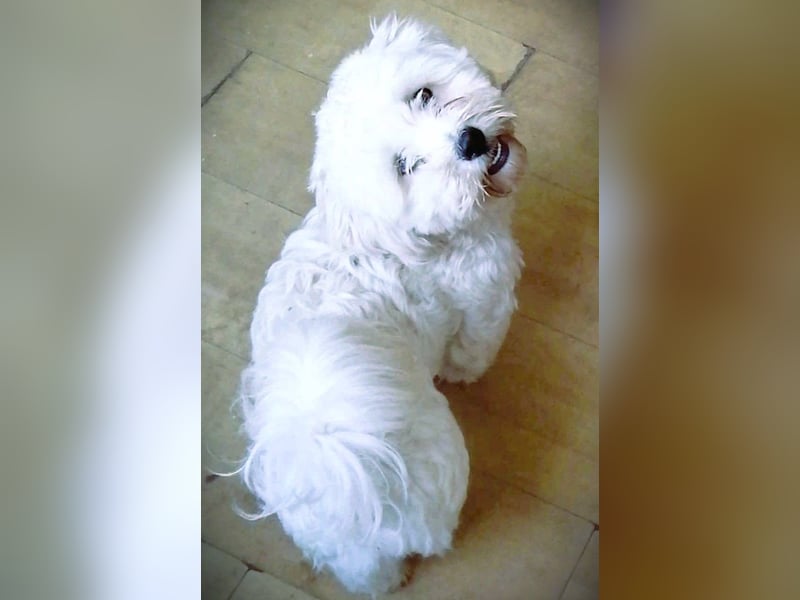 Havaneser Mix Bube „ATHOS“ sucht liebes Zuhause