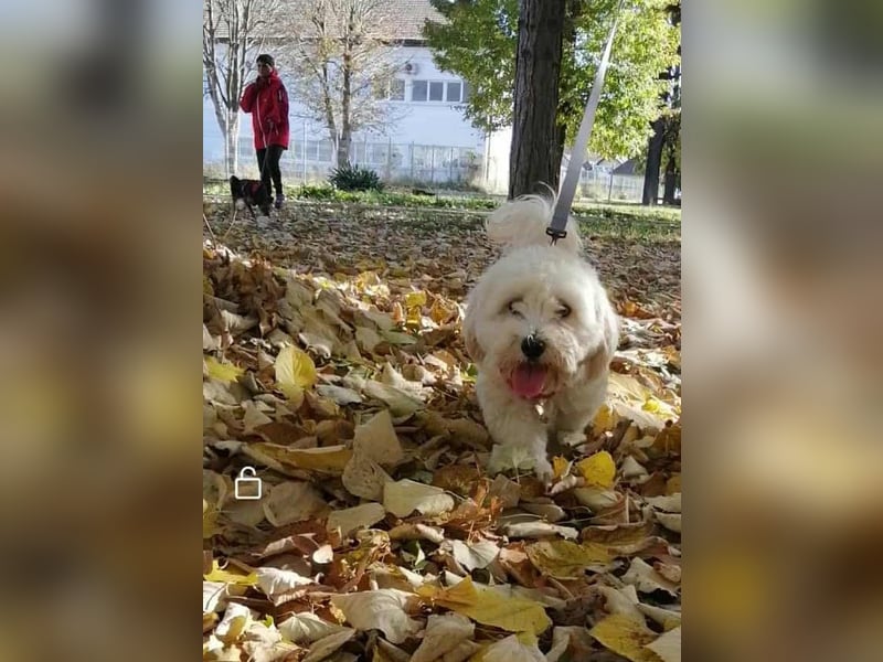 Havaneser Mix Bube „ATHOS“ sucht liebes Zuhause