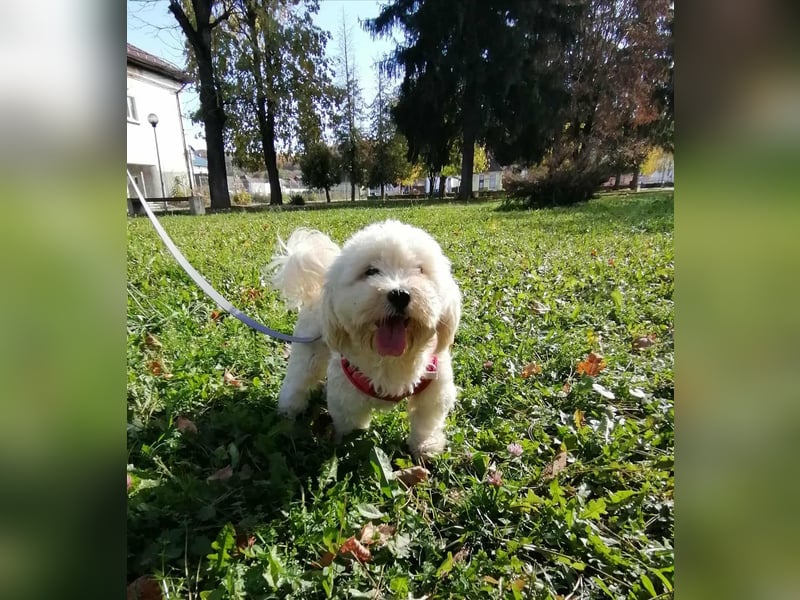 Havaneser Mix Bube „ATHOS“ sucht liebes Zuhause