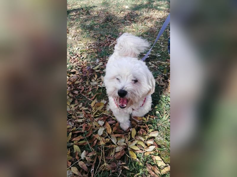 Havaneser Mix Bube „ATHOS“ sucht liebes Zuhause