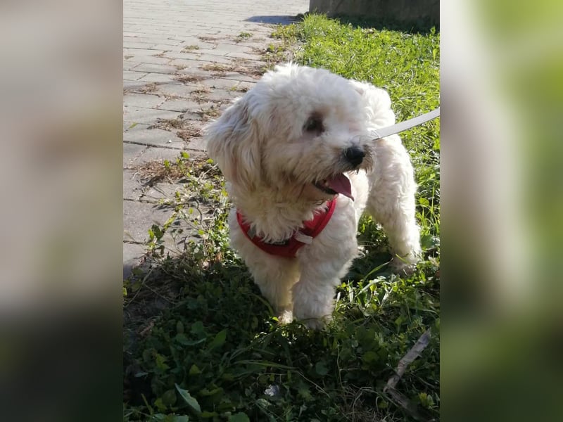 Havaneser Mix Bube „ATHOS“ sucht liebes Zuhause