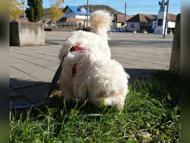 Havaneser Mix Bube „ATHOS“ sucht liebes Zuhause