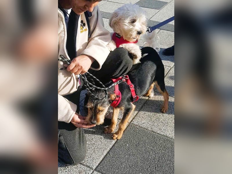 Havaneser Mix Bube „ATHOS“ sucht liebes Zuhause