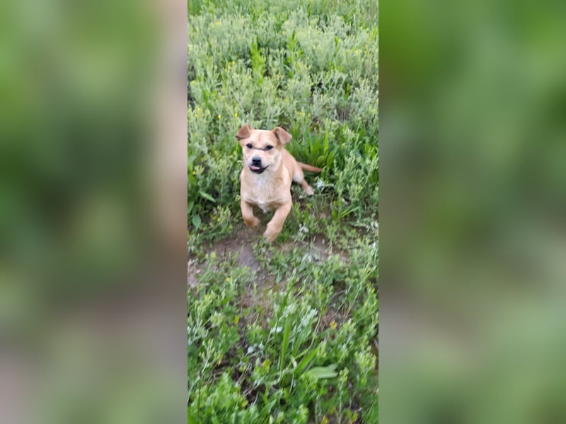 Little Dino - schwups hat er dein Herz erobert