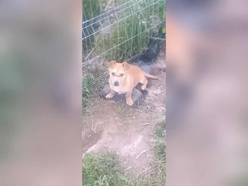 Little Dino - schwups hat er dein Herz erobert