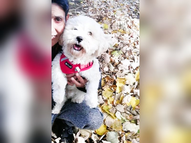 Havaneser Mix Bube „ATHOS“ sucht liebes Zuhause