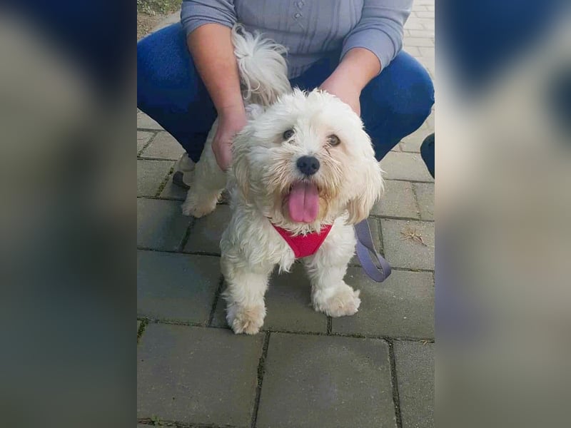 Havaneser Mix Bube „ATHOS“ sucht liebes Zuhause