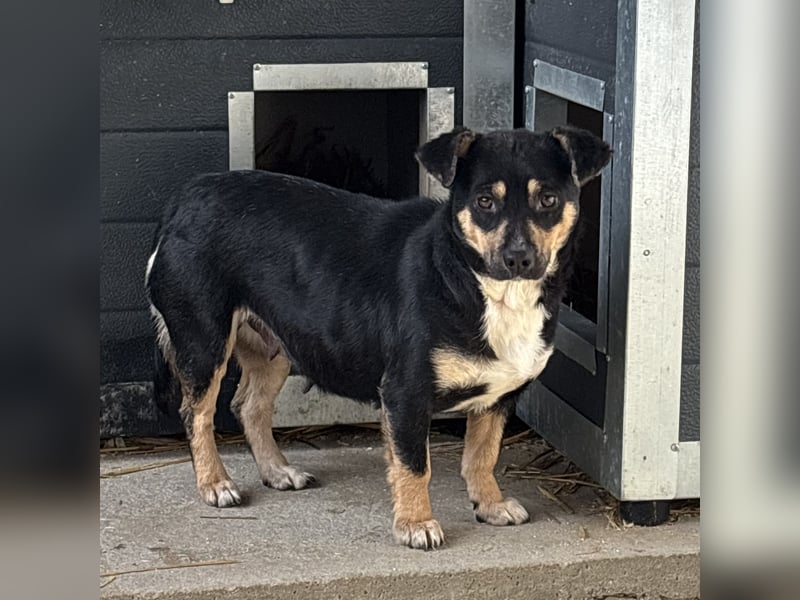 MULCSA SUCHT LIEBEVOLLES ZUHAUSE