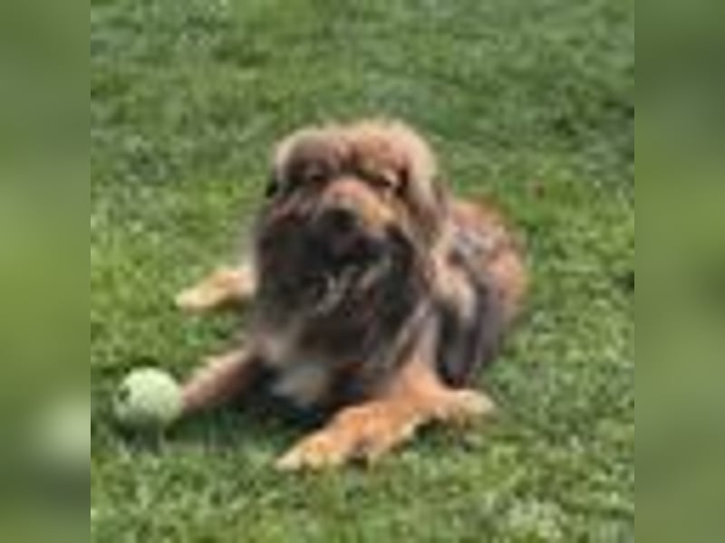 PEPE, KLEINER HUND SUCHT SEIN GLÜCK