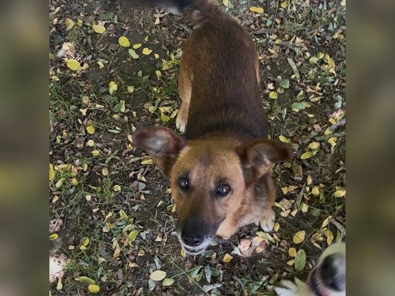 MANCI – KLEINE FREUNDLICHE DAME SUCHT ZUHAUSE