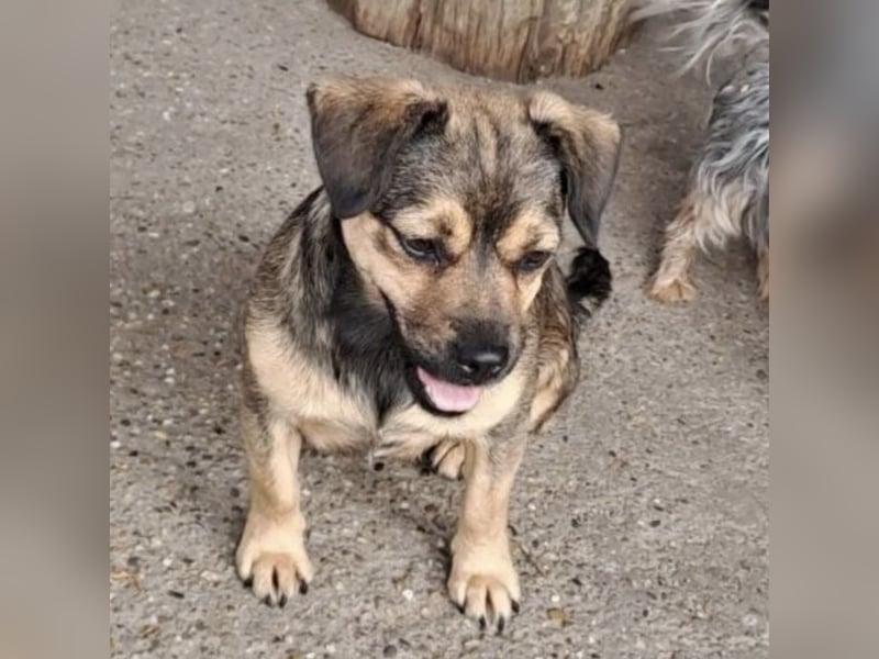 Pocsita lief auf der Straße
