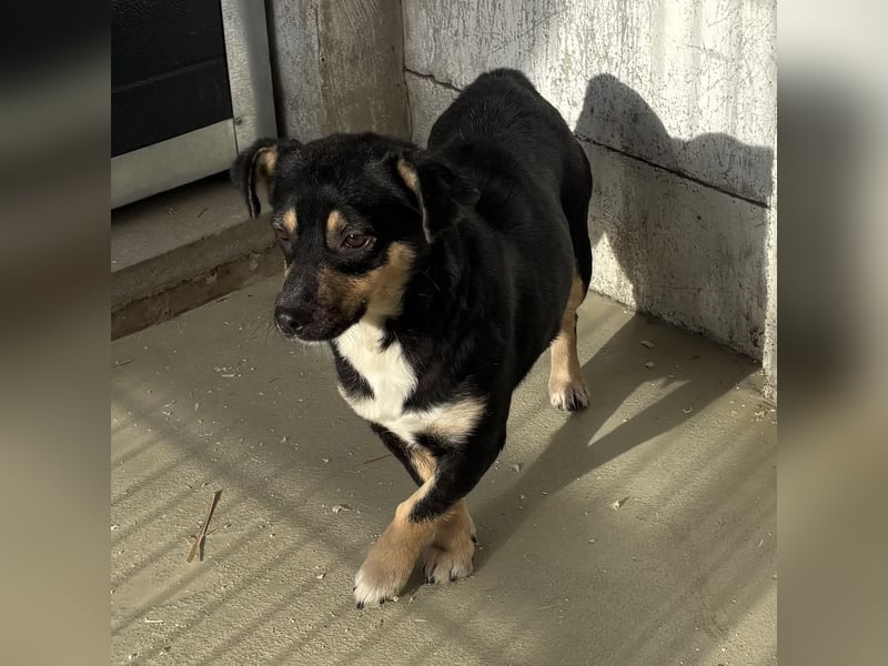 MULCSA SUCHT LIEBEVOLLES ZUHAUSE