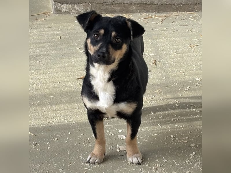 MULCSA SUCHT LIEBEVOLLES ZUHAUSE