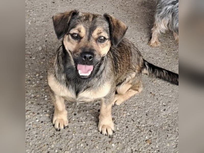 Pocsita lief auf der Straße