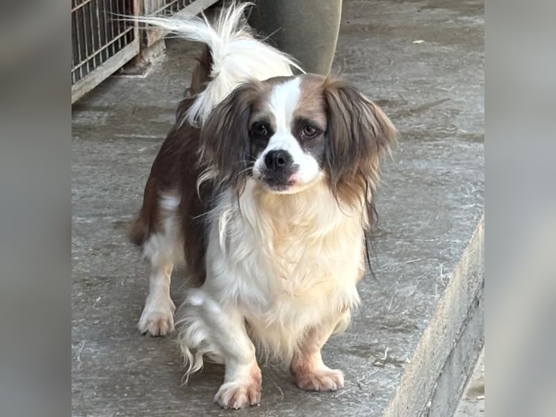 VALENTINO SUCHT GEDULDIGE MENSCHEN