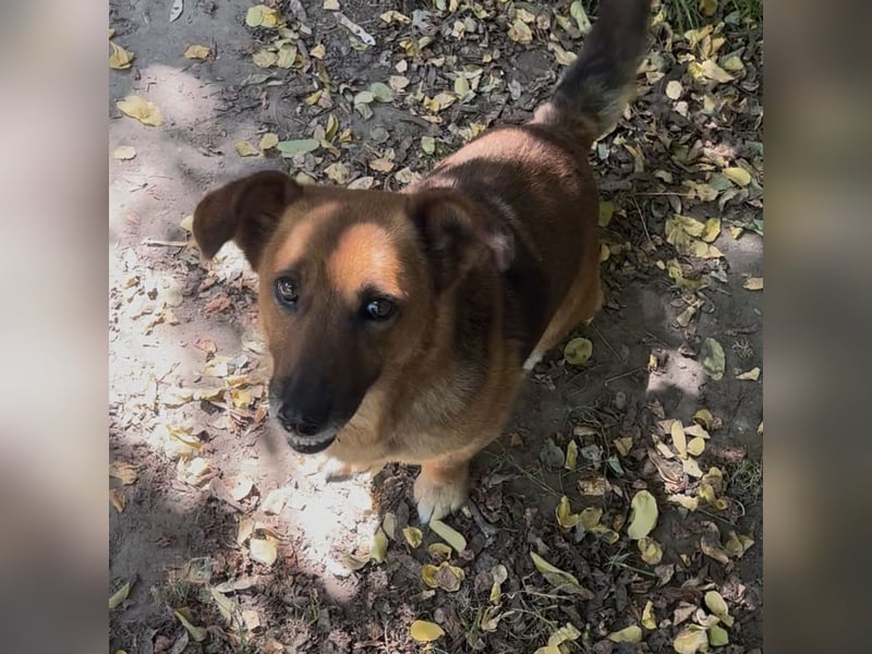 MANCI – KLEINE FREUNDLICHE DAME SUCHT ZUHAUSE