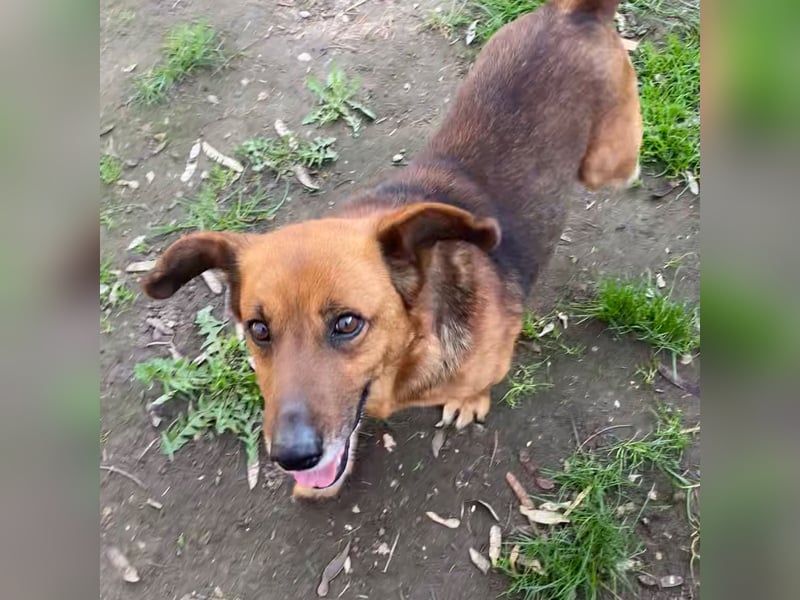 MANCI – KLEINE FREUNDLICHE DAME SUCHT ZUHAUSE