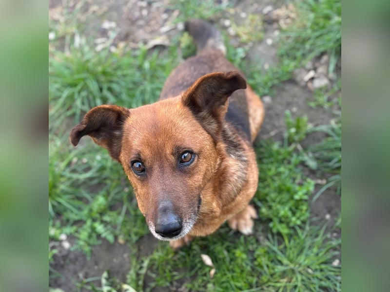 MANCI – KLEINE FREUNDLICHE DAME SUCHT ZUHAUSE