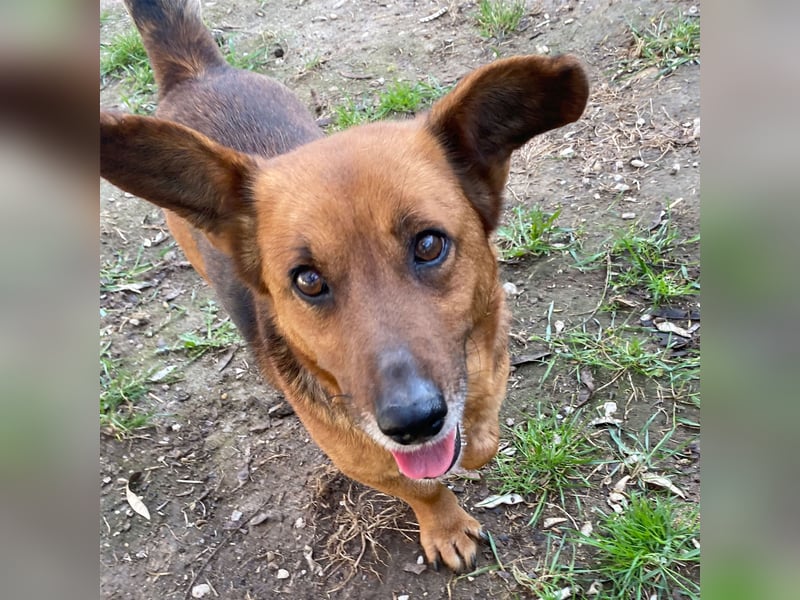 MANCI – KLEINE FREUNDLICHE DAME SUCHT ZUHAUSE