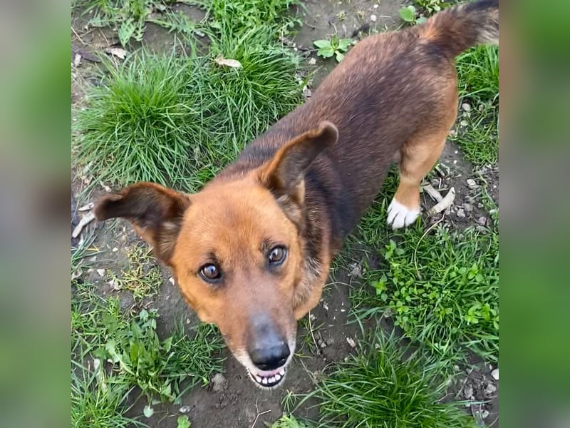 MANCI – KLEINE FREUNDLICHE DAME SUCHT ZUHAUSE