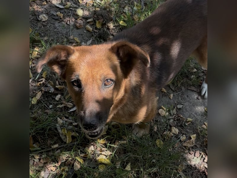 MANCI – KLEINE FREUNDLICHE DAME SUCHT ZUHAUSE